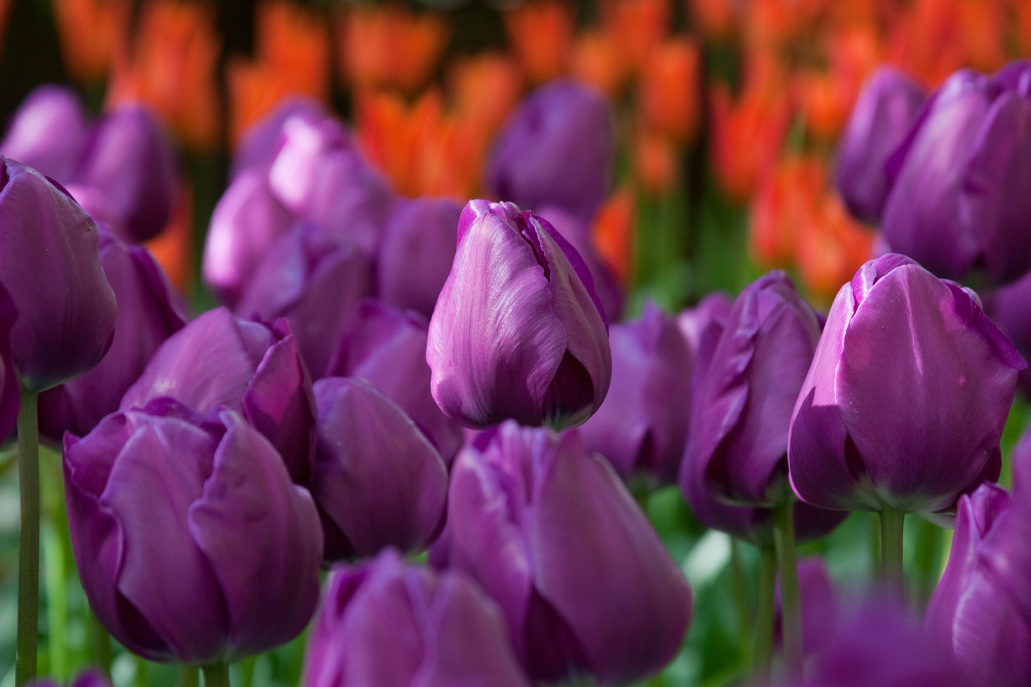 The Dorothy House Tulip- Negrita, Pack of Ten Bulbs